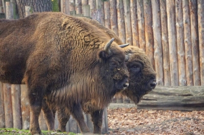 10. urodziny żubrzycy we wrocławskim ZOO