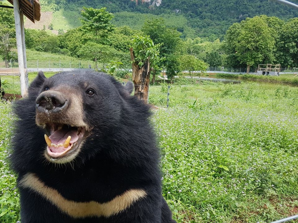 Wrocławskie zoo ratuje niedźwiedzie z Laosu i zaprasza na wyjątkowe święto - fot. mat. prasowe