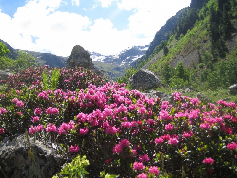 Nasz ci on! Karkonoski różanecznik alpejski zachwycił międzynarodową prasę - Różanecznik alpejski w swoim naturalnym środowisku (fot. Wikipedia, CC BY 3.0)