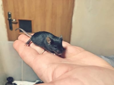 1000 myszy szuka domu. Wrocławska Ekostraż prosi o pomoc
