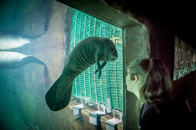 Wrocław: W zoo urodził się kolejny manat [ZDJĘCIA] - 1