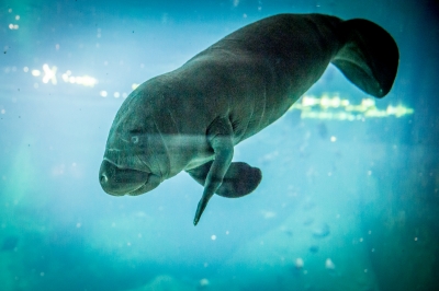 Wrocław: W zoo urodził się kolejny manat [ZDJĘCIA] - 3