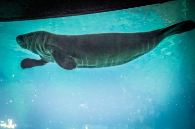 Wrocław: W zoo urodził się kolejny manat [ZDJĘCIA] - 4