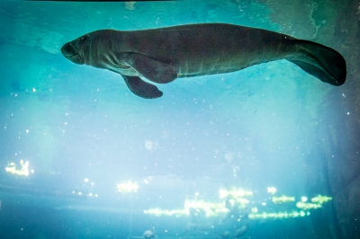 Wrocław: W zoo urodził się kolejny manat [ZDJĘCIA] - 5