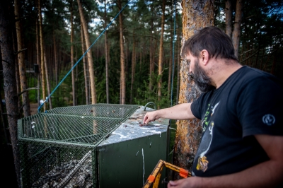 Zaobrączkowali i zaszczepili 12 młodych sokołów. To jeden z najrzadszych gatunków w Polsce - 14