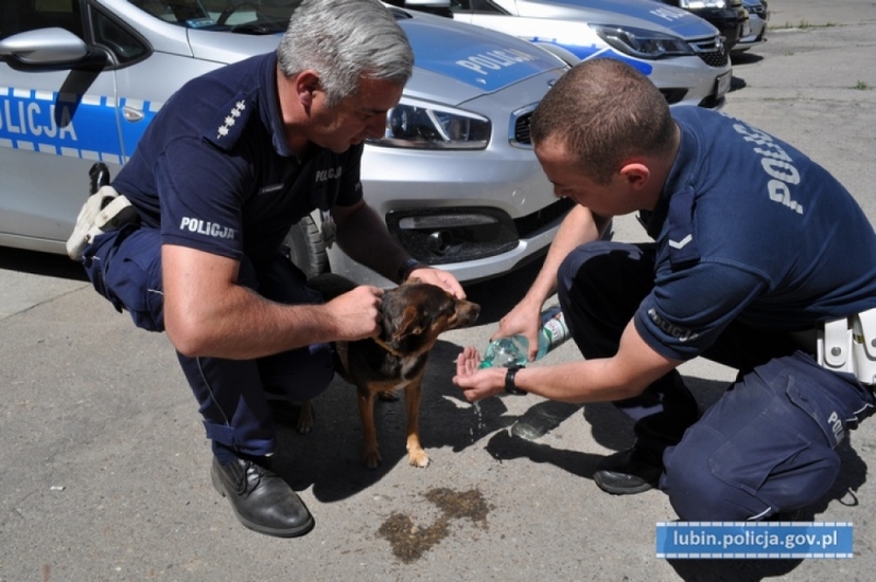 Policjanci odnaleźli psa z tragicznego wypadku na S3 - fot. dolnoslaskapolicja.gov.pl