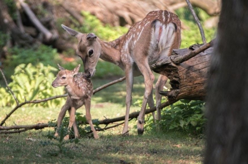 Hodowlany sukces w ZOO. Na świat przyszedł daniel mezopotamski - fot. Beata Makowska
