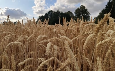 Wysychają lasy i zboża. Rolnicy i leśnicy załamują ręce