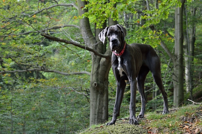 Karkonoski Park Narodowy zamknięty dla psów? To możliwy scenariusz - zdjęcie ilustracyjne; fot. pixabay