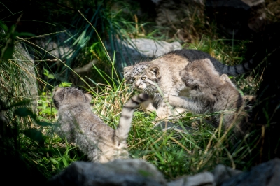 Pięć kociąt manula urodziło się we wrocławskim zoo - 7