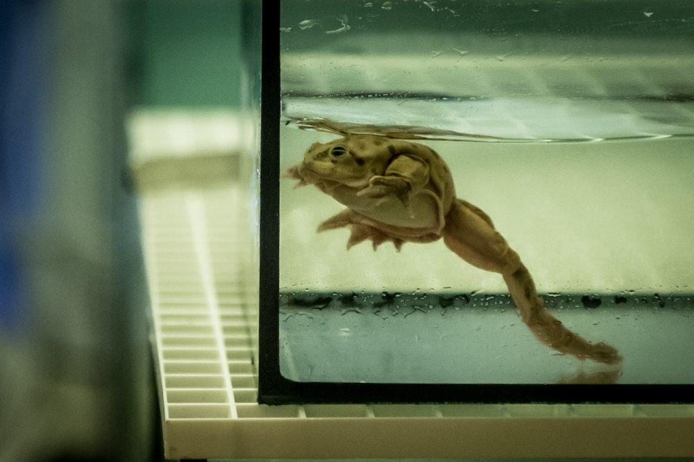 Mówią, że to najbrzydsze żaby na świecie. Rozrasta się hodowla wrocławskiego zoo [FOTO] - fot. Andrzej Owczarek