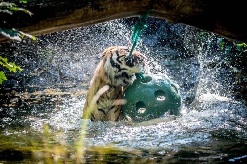 Święto tygrysów we wrocławskim zoo [ZDJĘCIA] - fot. Andrzej Owczarek