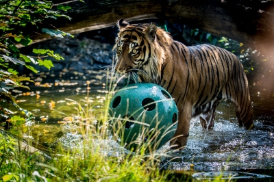 Święto tygrysów we wrocławskim zoo [ZDJĘCIA] - 0