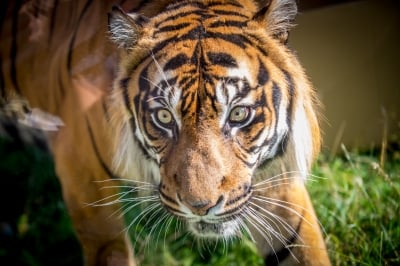Święto tygrysów we wrocławskim zoo [ZDJĘCIA] - 9