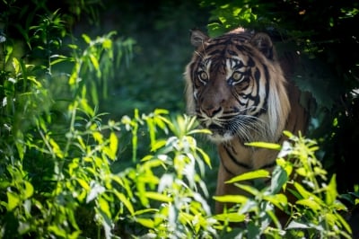 Święto tygrysów we wrocławskim zoo [ZDJĘCIA] - 10