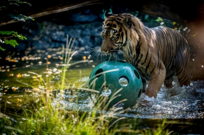 Święto tygrysów we wrocławskim zoo [ZDJĘCIA] - 1