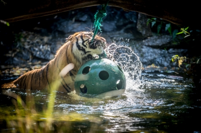 Święto tygrysów we wrocławskim zoo [ZDJĘCIA] - 3