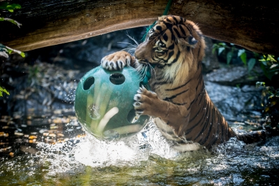 Święto tygrysów we wrocławskim zoo [ZDJĘCIA] - 5