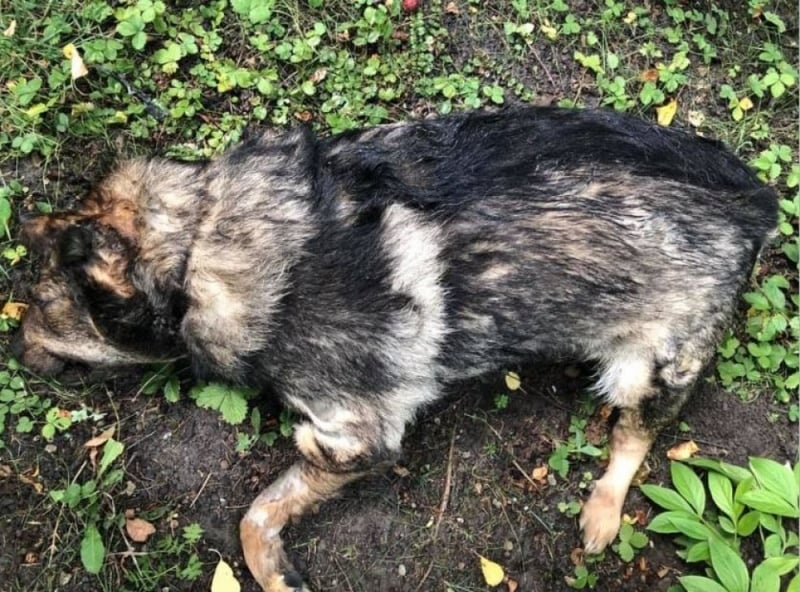 Wrocław: Zmasakrowane ciało psa na terenie ogródków działkowych - fot. Ekostraż