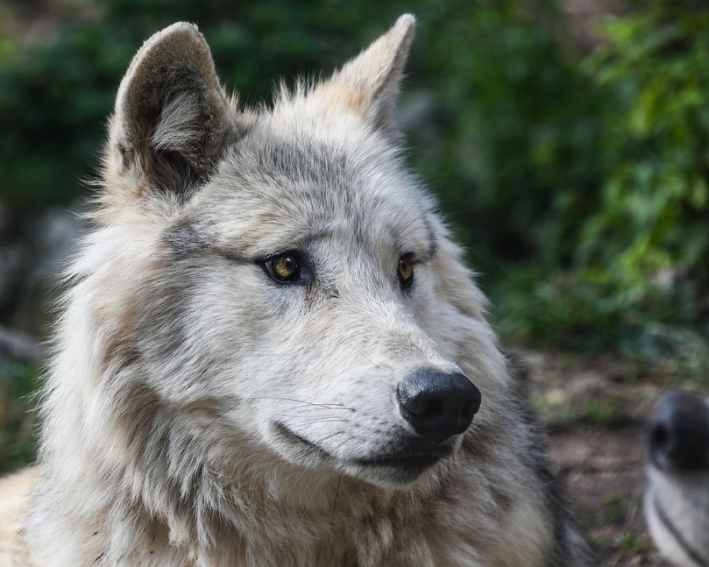 Wraca temat wilków w regionie wałbrzyskim - fot. pixabay (zdjęcie ilustracyjne)