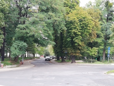 Mieszkańcy Obornik Śląskich protestują przeciwko wycince 120 drzew