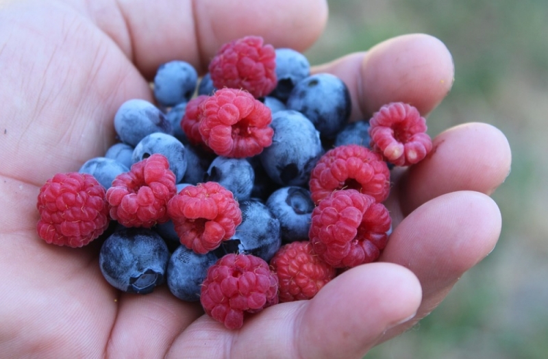 Rozmawiamy przy jedzeniu: Maliny, jagody i borówki [POSŁUCHAJ] - zdjęcie ilustracyjne; fot. pixabay