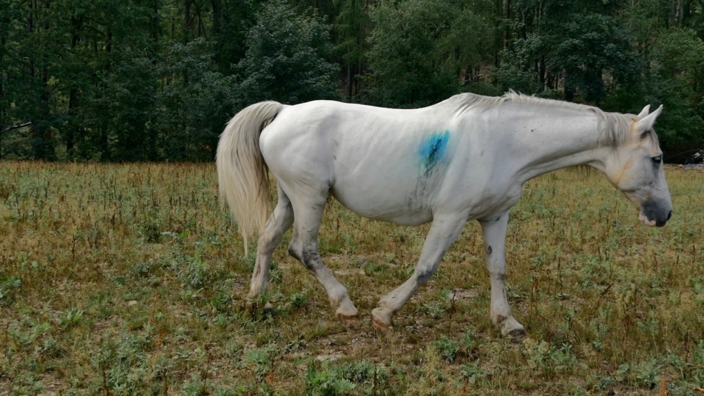 W Miłkowie nieznani sprawcy ostrzelali konia - fot. Gabriela Stefanowicz