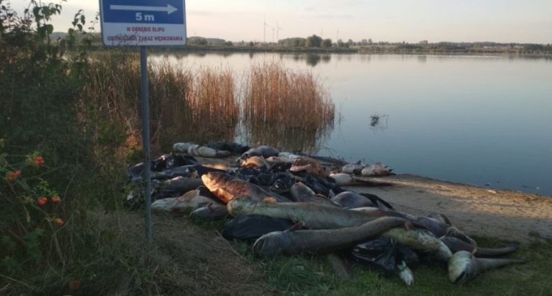 Dwie tony śniętych ryb na brzegu jeziora koło Legnicy - fot. Andrzej Andrzejewski