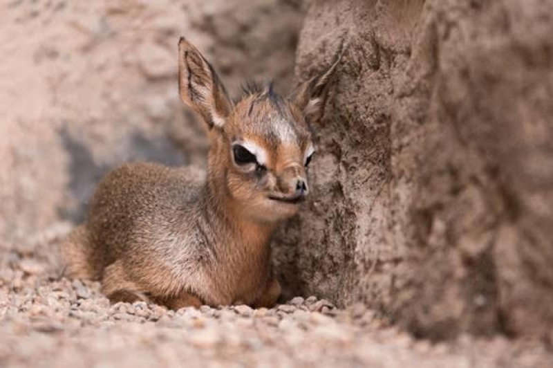 We wrocławskim zoo urodził się kolejny Digdik - (fot. mat. prasowe)