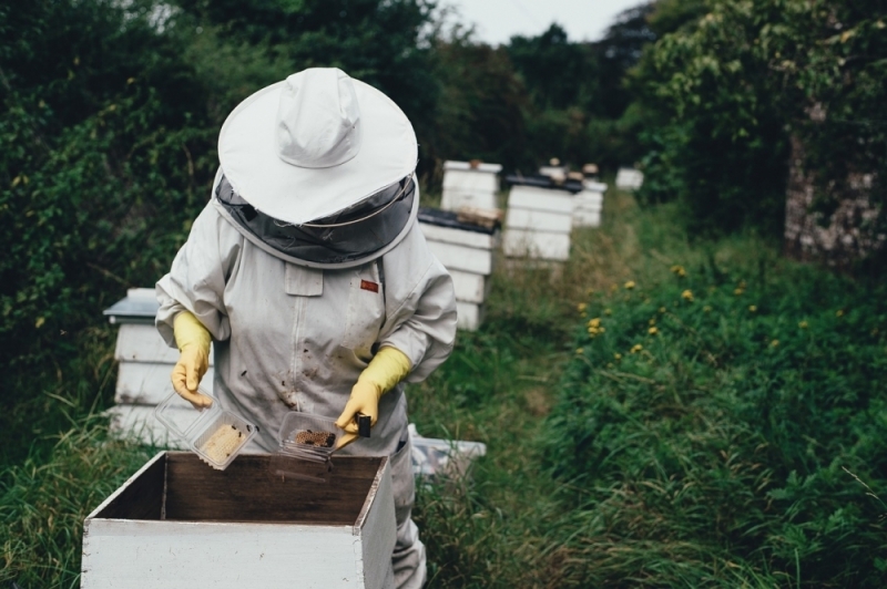 Dobry rok dla pszczelarzy. Hodowcy podsumowują sezon - zdjęcie ilustracyjne; fot. pixabay