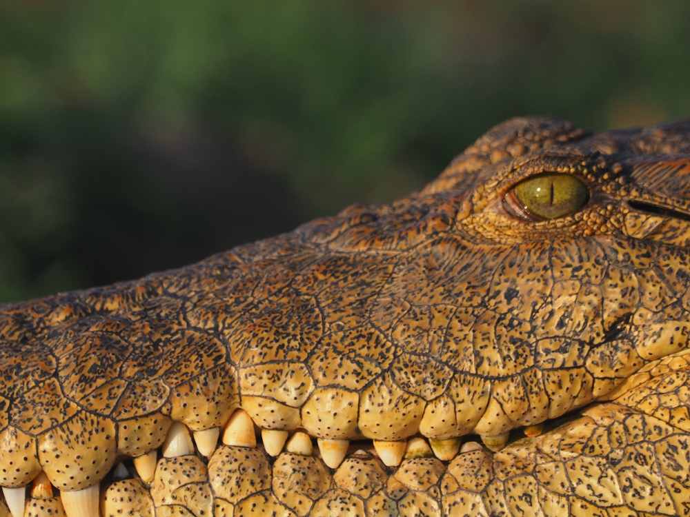 Krokodyl w Kunicach koło Legnicy? Trwają poszukiwania gada - zdjęcie ilustracyjne; fot. Magda Orzeł 