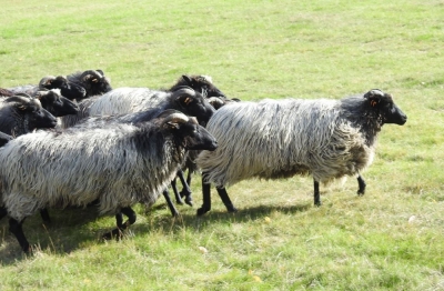 Owce skuteczniejsze niż mechaniczne kosiarki
