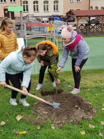 Dzień Drzewa w Wałbrzychu. W mieście zasadzą 1500 drzew - 2