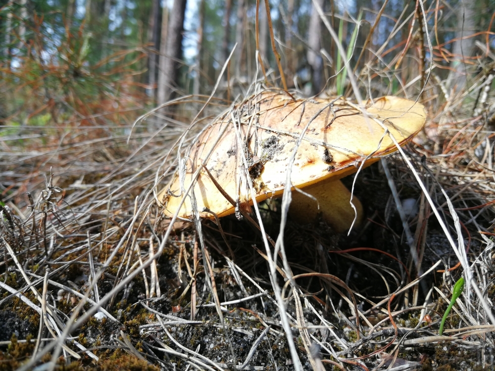Leśnicy ostrzegają grzybiarzy. Las to także dom dzikich zwierząt - fot. Radio Wrocław