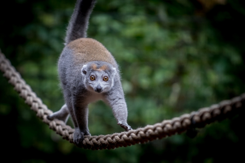 Lemury koroniaste zamieszkały we wrocławskim zoo [ZDJĘCIA] - fot. Andrzej Owczarek