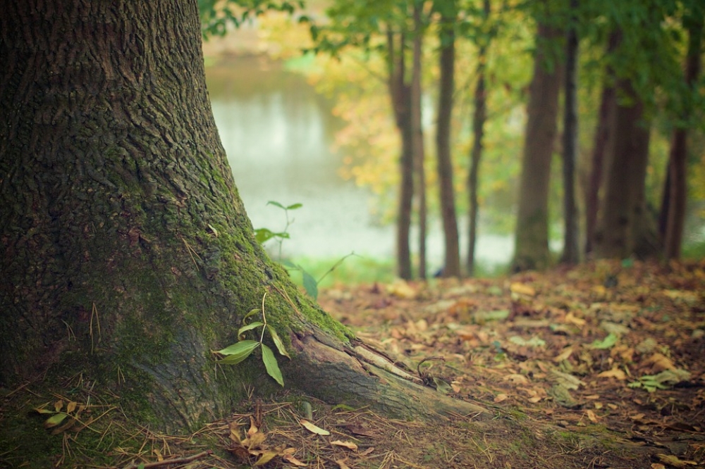 Dolnoślązacy sadzą drzewa na potęgę. Czy grozi nam klęska urodzaju? - zdjęcie ilustracyjne pixabay.com