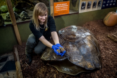 Wrocławskie zoo chwali się młodymi żółwiami - 0