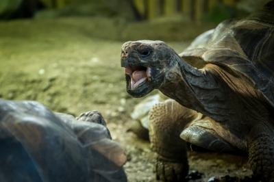 Wrocławskie zoo chwali się młodymi żółwiami - 3