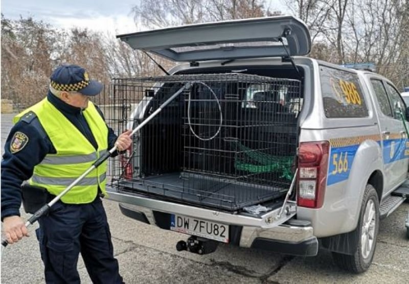 Wrocław: Powstał patrol straży miejskiej ratujący zwierzęta - fot. Beata Makowska