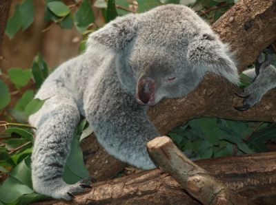 Wrocławskie ZOO pomaga zwierzętom z Australii