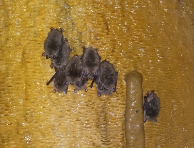 Spada liczba niektórych gatunków nietoperzy - 1