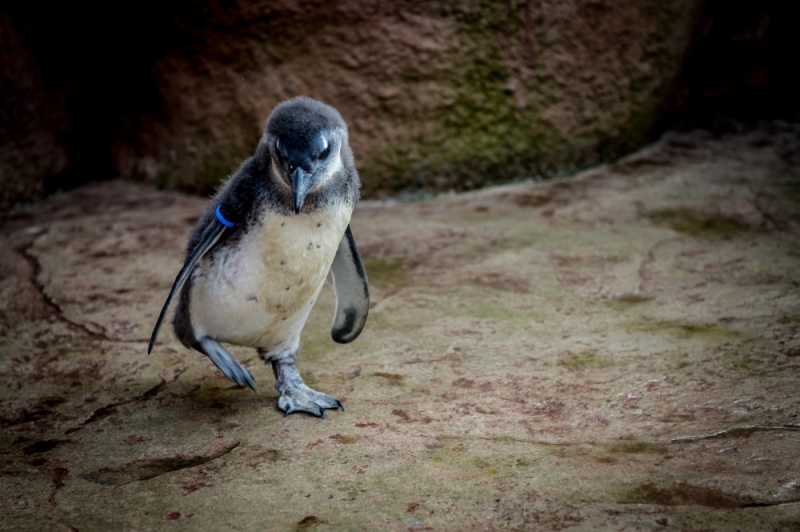 Słodki jak... malutki pingwinek. Wrocławskie zoo pokazało najmłodszego mieszkańca [ZDJĘCIA] - zdjęcia: Andrzej Owczarek