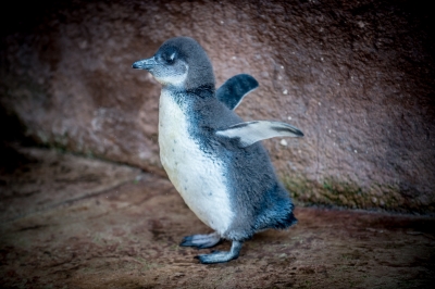 Słodki jak... malutki pingwinek. Wrocławskie zoo pokazało najmłodszego mieszkańca [ZDJĘCIA] - 0