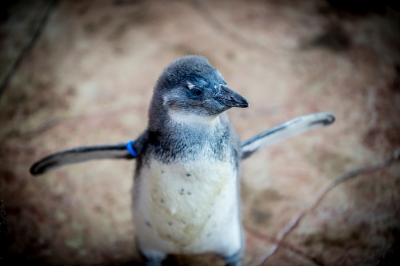 Słodki jak... malutki pingwinek. Wrocławskie zoo pokazało najmłodszego mieszkańca [ZDJĘCIA] - 2