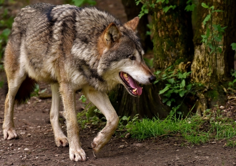 Martwy wilk na terenie nadleśnictwa Świeradów - fot. Nadleśnictwo Świeradów