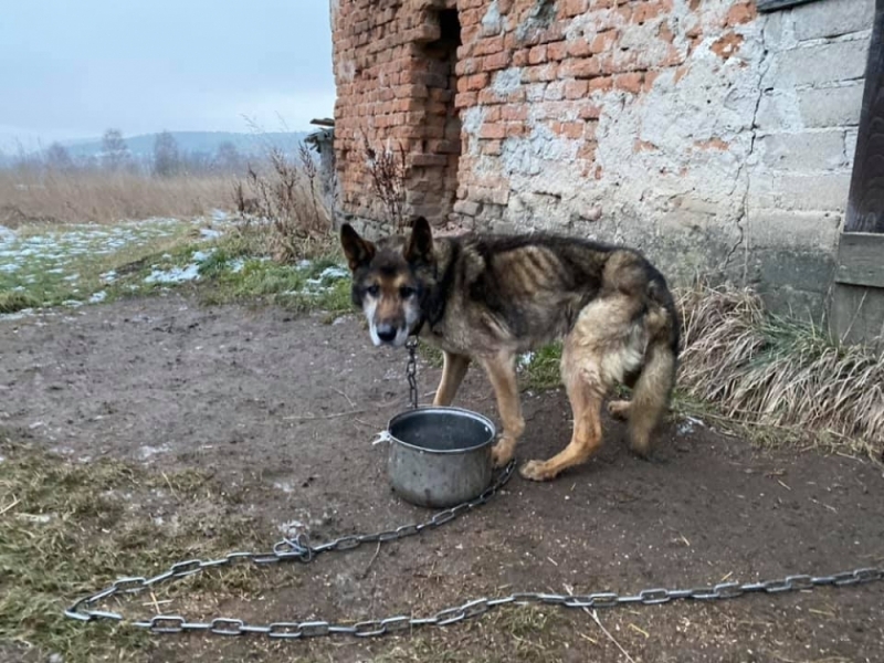 Znalazła psa w fatalnej kondycji, policjanci uznali, że nic mu nie grozi. Zwierzę zdechło, sprawę zbada prokuratura - fot. DIOZ