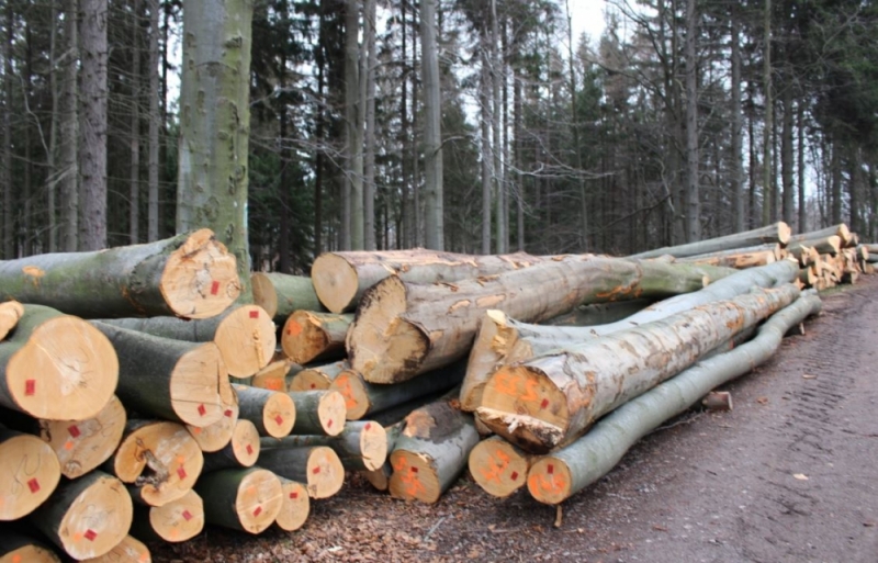 Nie wierzą leśnikom i nie zgadzają się na wycinanie starych drzew - fot. Barbara Szeligowska