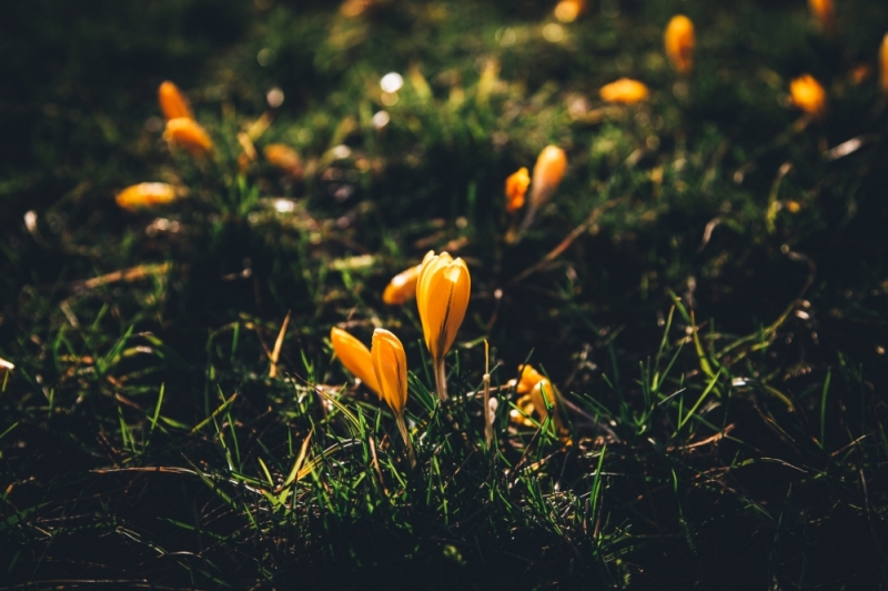 Zdjęcie dnia: Wiosna! - fot. P. Dzwonkowska