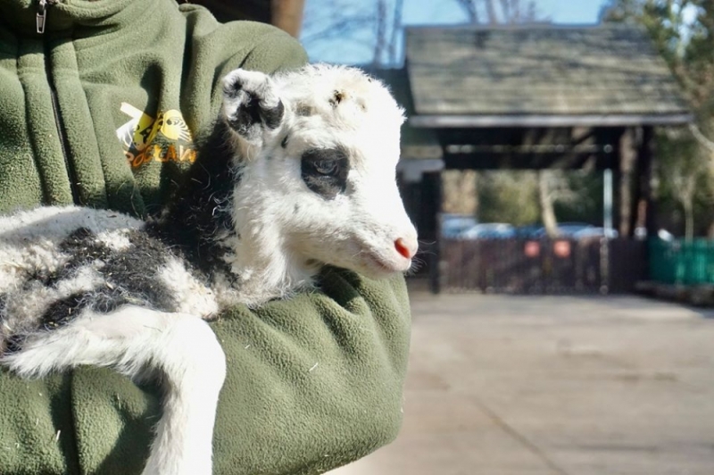 Koronawirus. Nie możesz iść do ZOO? ZOO przyjdzie do ciebie! - fot. zoo wrocław