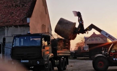 Terytorialsi pomagają azylowi dla koni